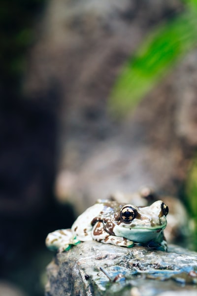 岩壁上水鸭和黑蛙的浅焦摄影
